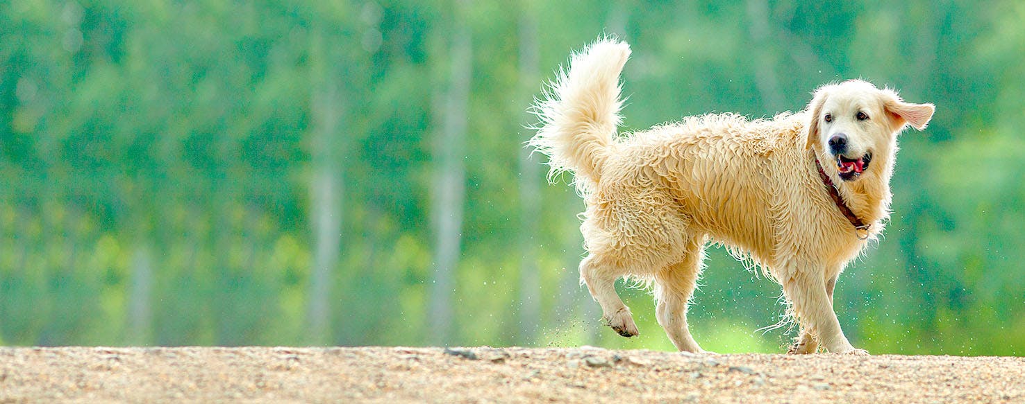 Dog Names That Start With He Popular Male And Female Names Wag 